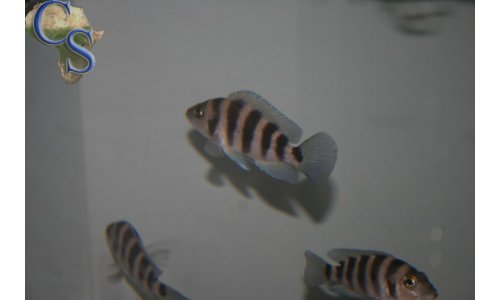 Neolamprologus sexfasciatus blau